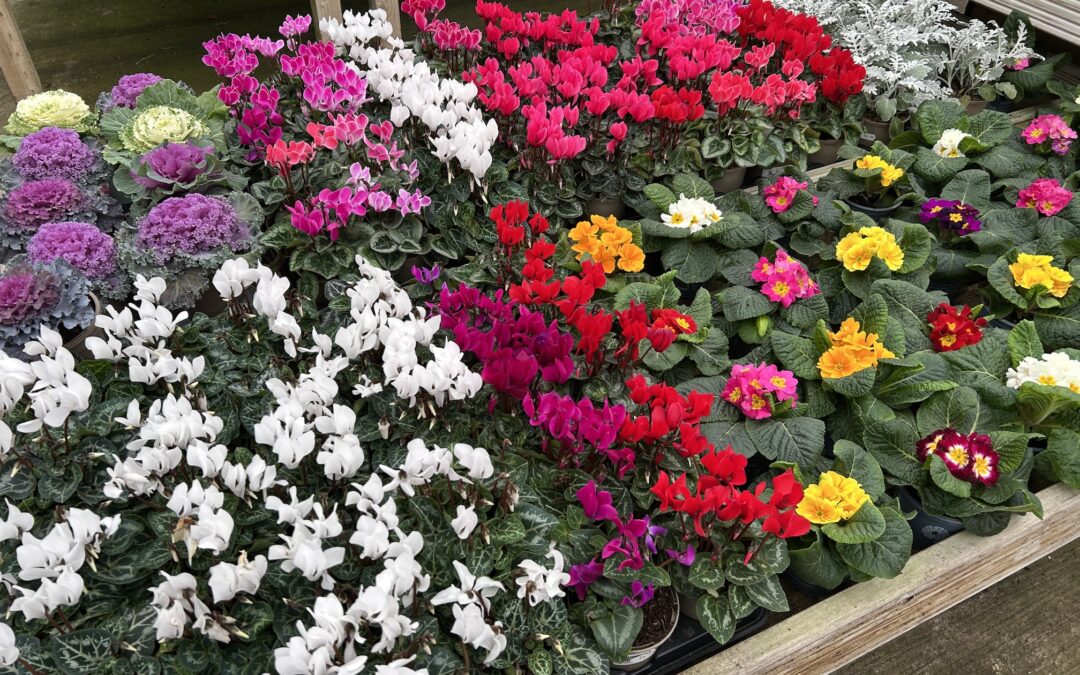 Top gardening jobs for November from Chestnut Nursery