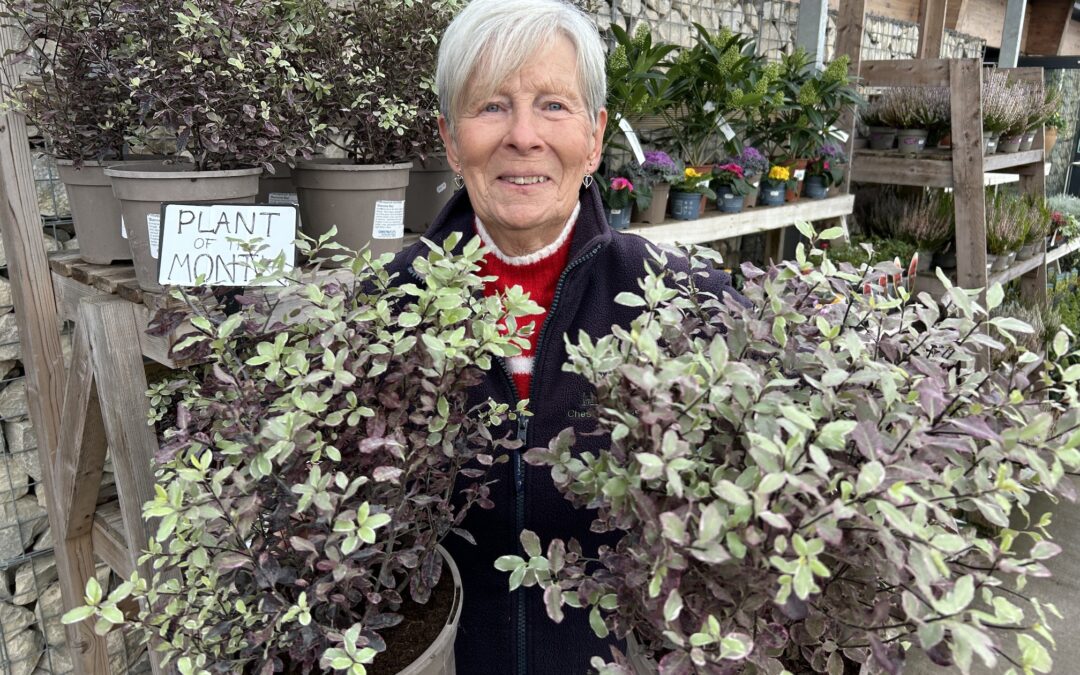 Pittosporum ‘Bannow Bay’ is Plant of the Month for November at Chestnut Nursery