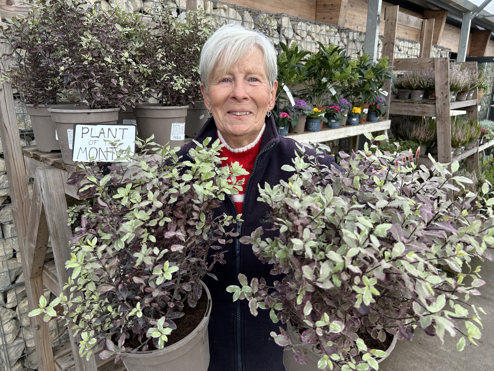 Pittosporum ‘Bannow Bay’ is Plant of the Month for November at Chestnut Nursery