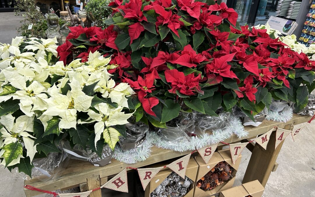 Chestnut Nursery Christmas Houseplant Guide