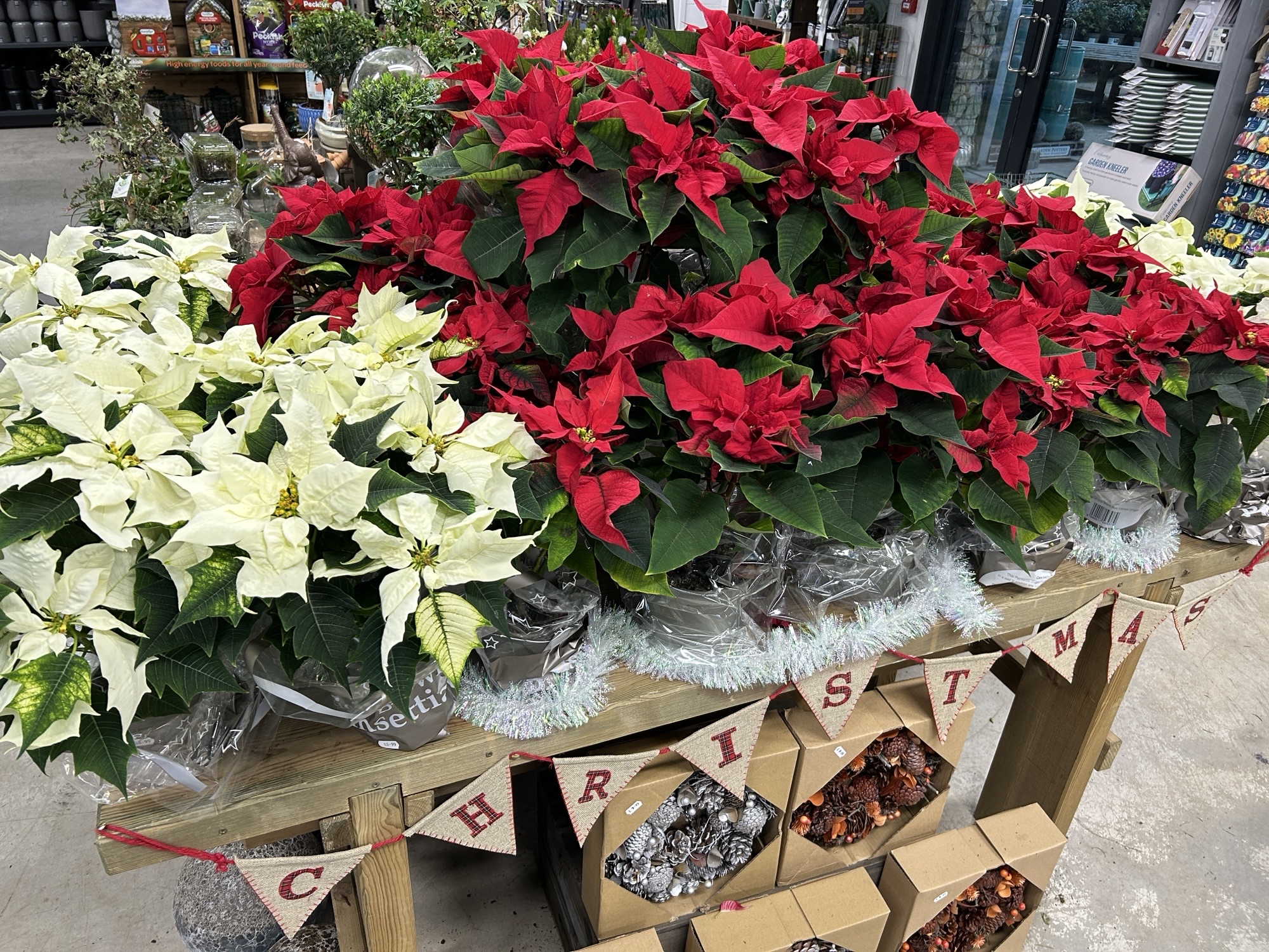 Chestnut Nursery Christmas Houseplant Guide