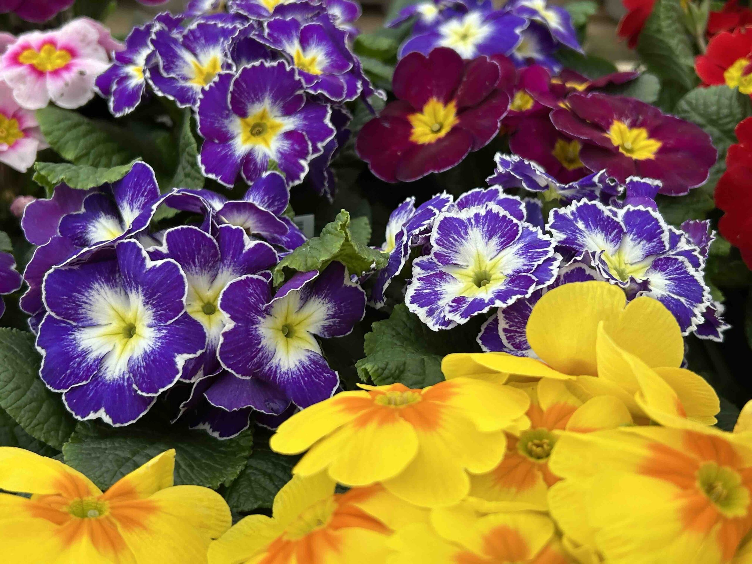 Top gardening jobs for March from Plants and Minds