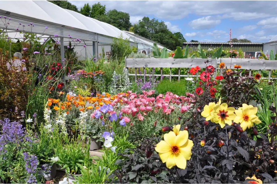 Chesnut Nursery