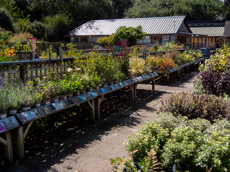 Cherry Tree Nursery (Plants and Minds head office)