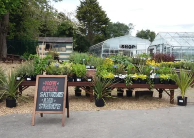 Chesnut Nursery before redevelopment