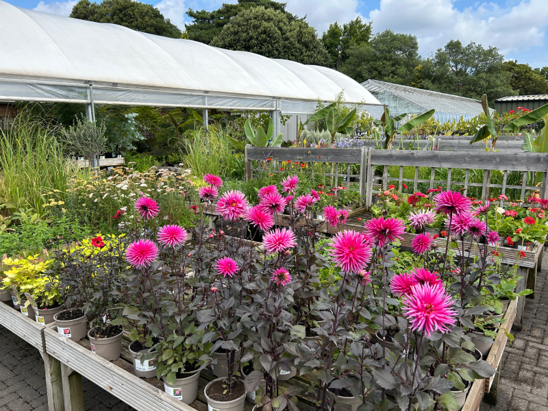Chestnut Tree Nursery