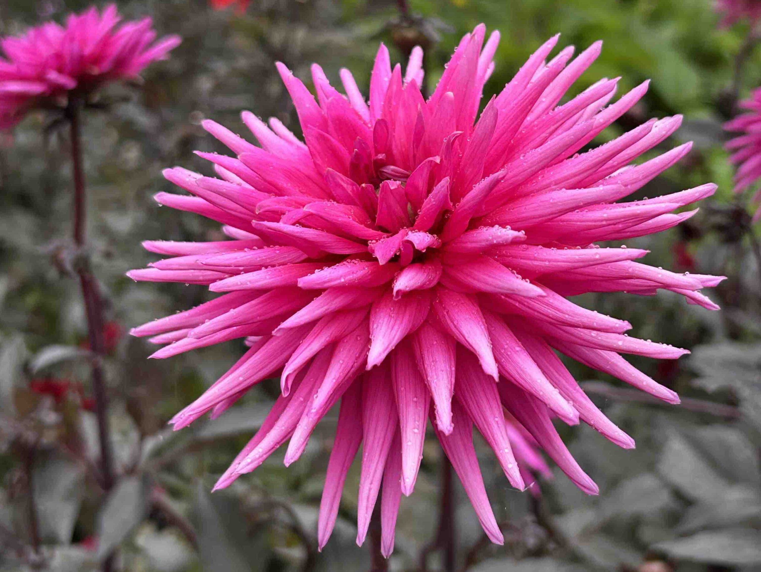 Dahlia flower