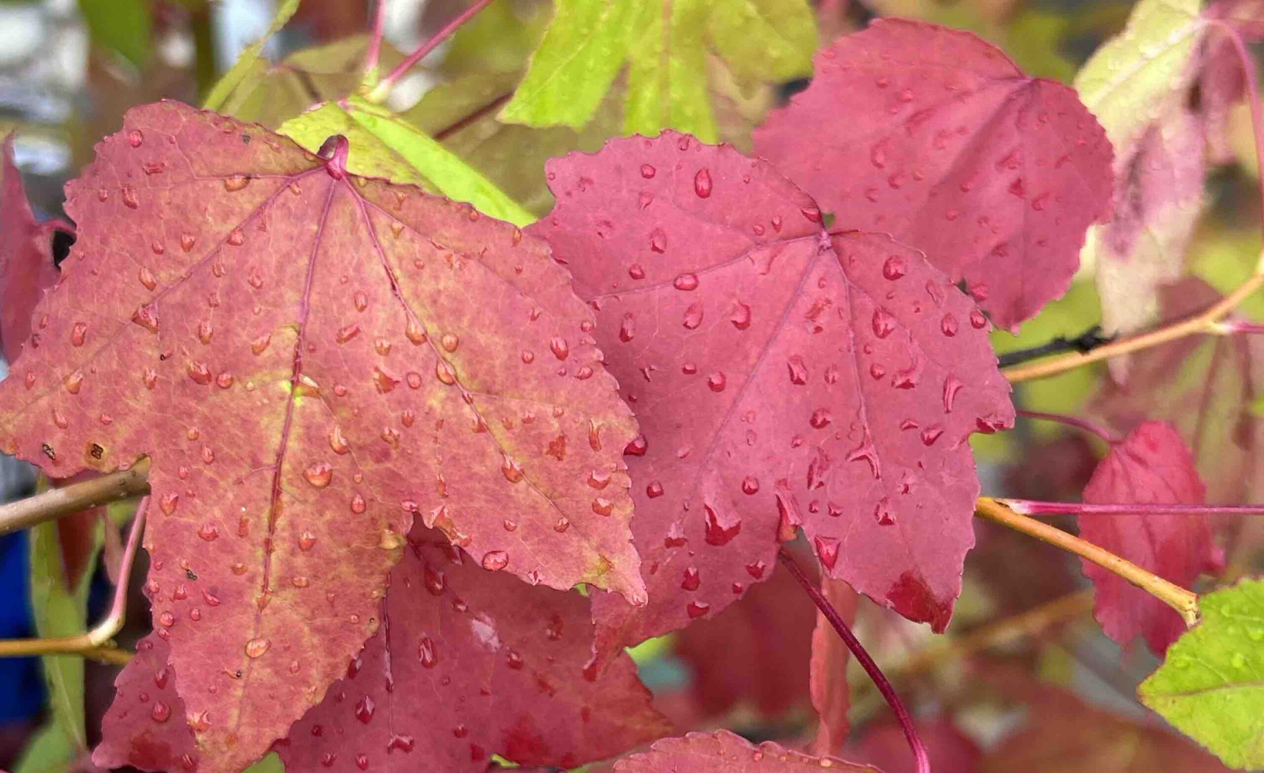 Autumn colour