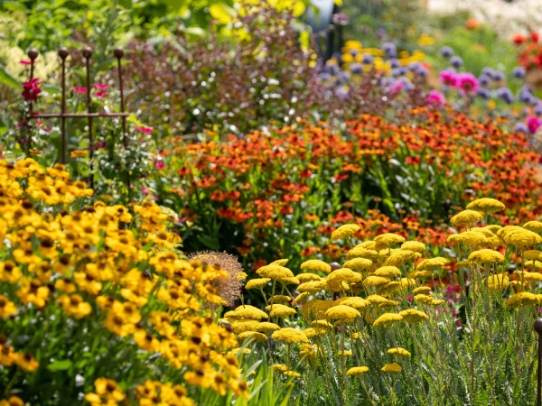 Charity Garden