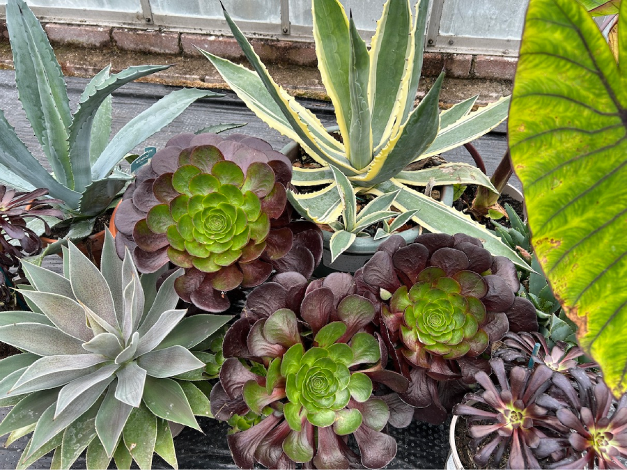 Exotics