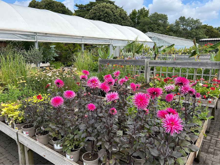 Herbaceous perennials