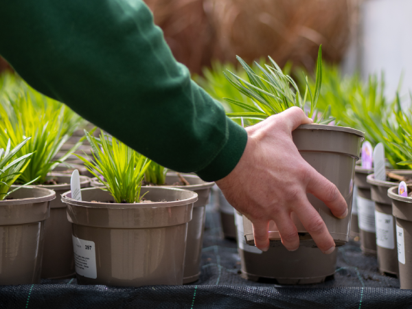 Visit our nurseries