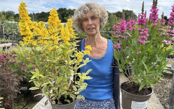 Plants and Minds seeks new Trustees and Chair to drive future growth