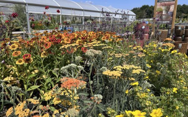 Cherry Tree Nursery to host Plant Sale and Autumn Fayre on Saturday 19 September