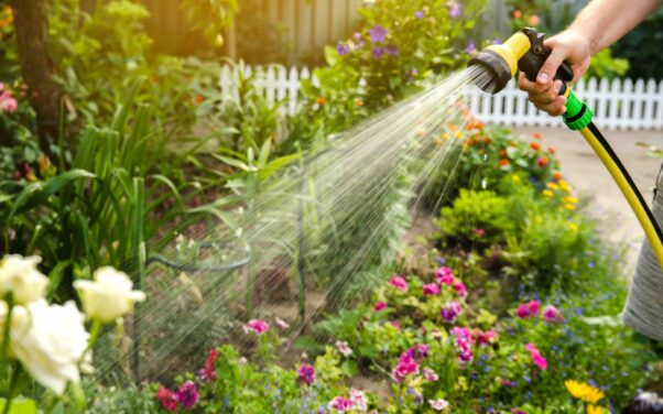 Beat the hosepipe ban! Easy ways to help your garden thrive during drought