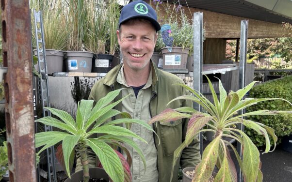 Chestnut Nursery in Poole to host ‘massive plant sale’ on Saturday 3 October