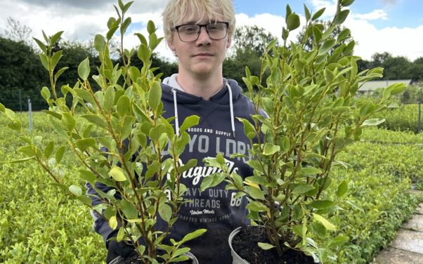 Griselinia hedging from Cherry Tree and Chestnut Nursery is a cut above the rest!